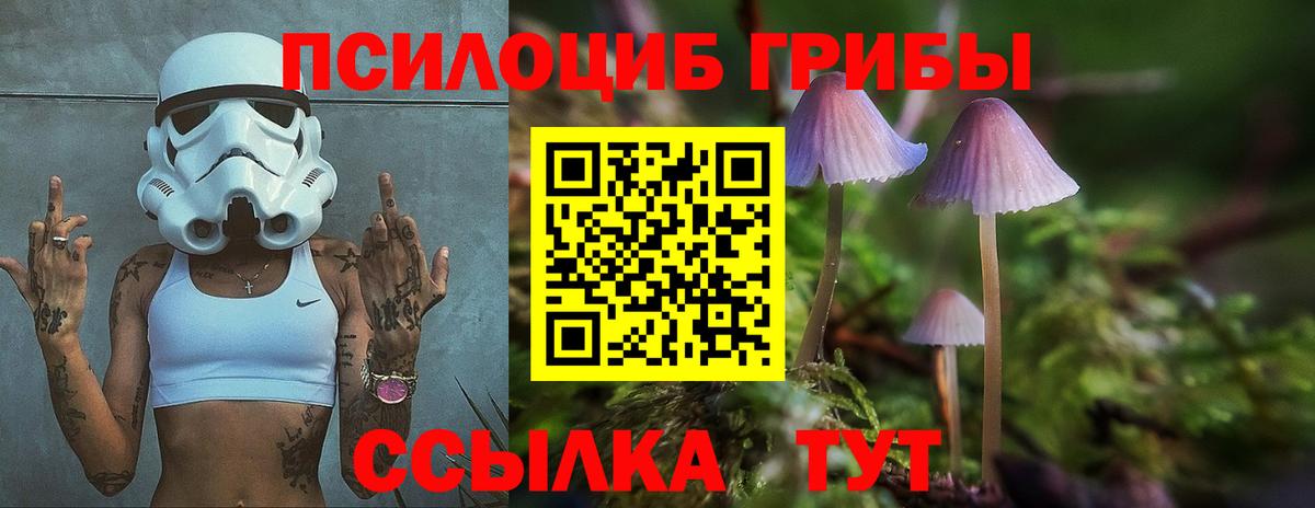 Галлюциногенные грибы Psilocybe Грозный